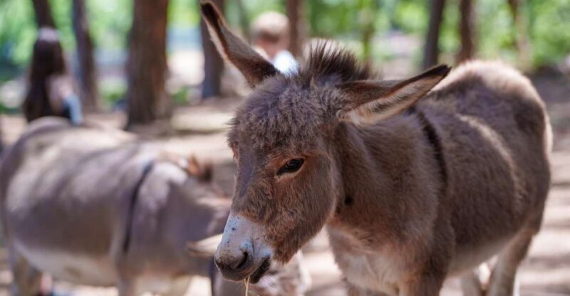Cagliari: Picnic With Sardinian Donkeys - Itinerary and Location