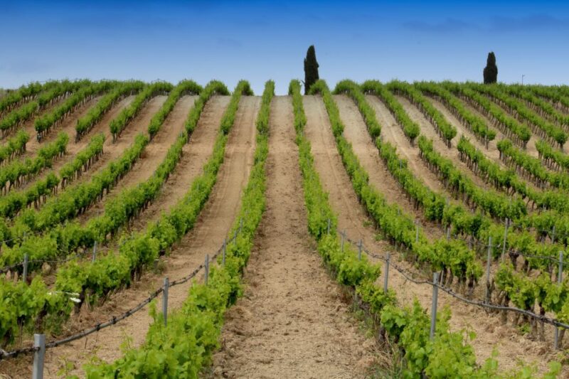 Cagliari Private Shore Excursion: Wine and Cheese Tasting - Important Information
