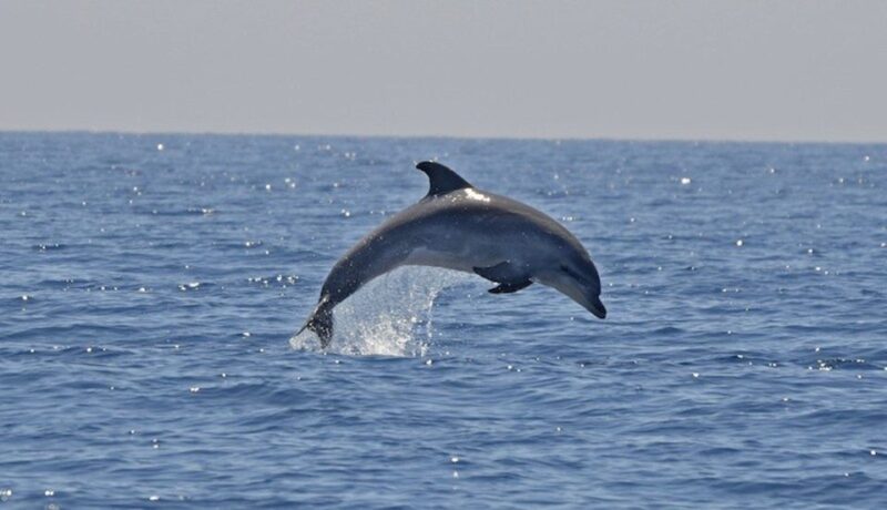 Cagliari: Southwest Chia and Teulada Private Boat Tour - Inclusions