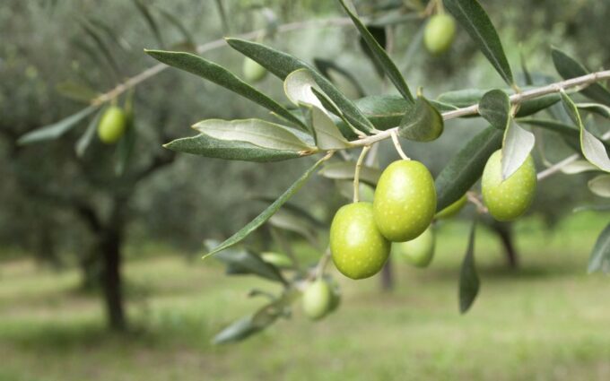 Cagliari: Wine, Cheese and Olive Oil Tasting Experience - Meeting Point and Directions