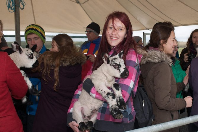 Caherconnell Fort & Sheepdog Demonstrations - Scheduled Sheepdog Demonstrations