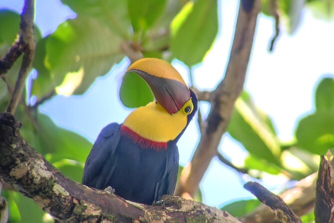 Cahuita National Park Hiking - Wildlife Spotting