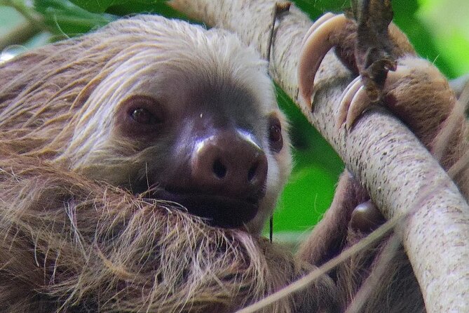 Cahuita National Park Hiking - Trail Experience