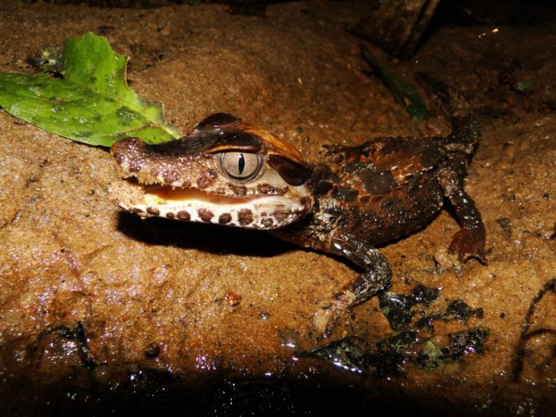 Caimans and Capibara Search on the Tambopata River - Experience Highlights