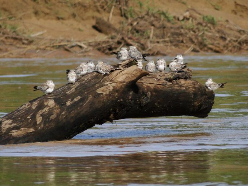 Caimans and Capibara Search on the Tambopata River - Inclusions