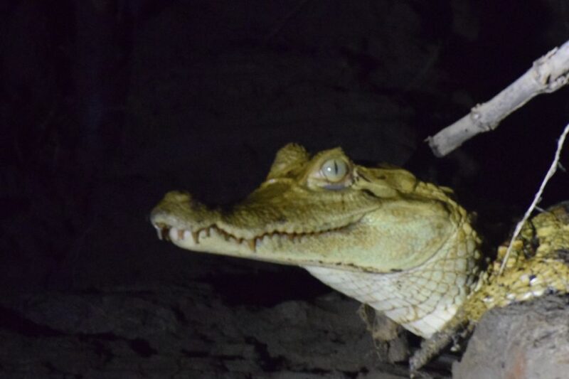 Caimans and Capibara Search on the Tambopata River - Cancellation Policy