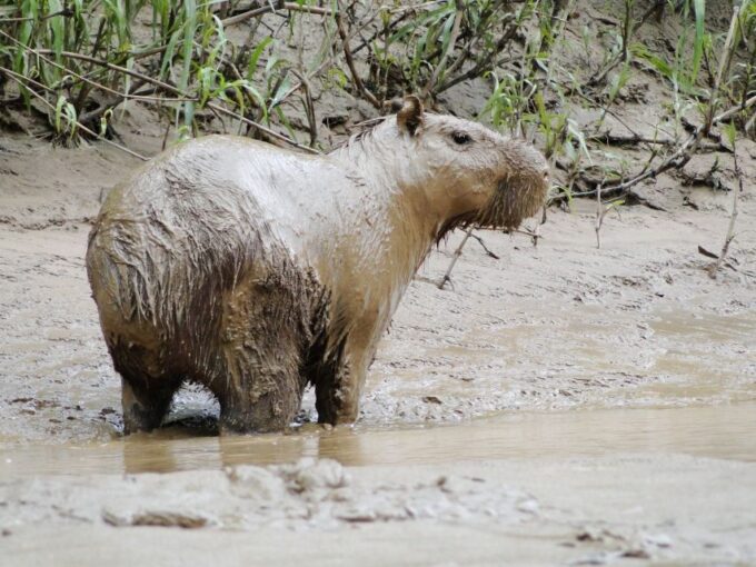 Caimans and Capibara Search on the Tambopata River - Pickup and Hotel Information