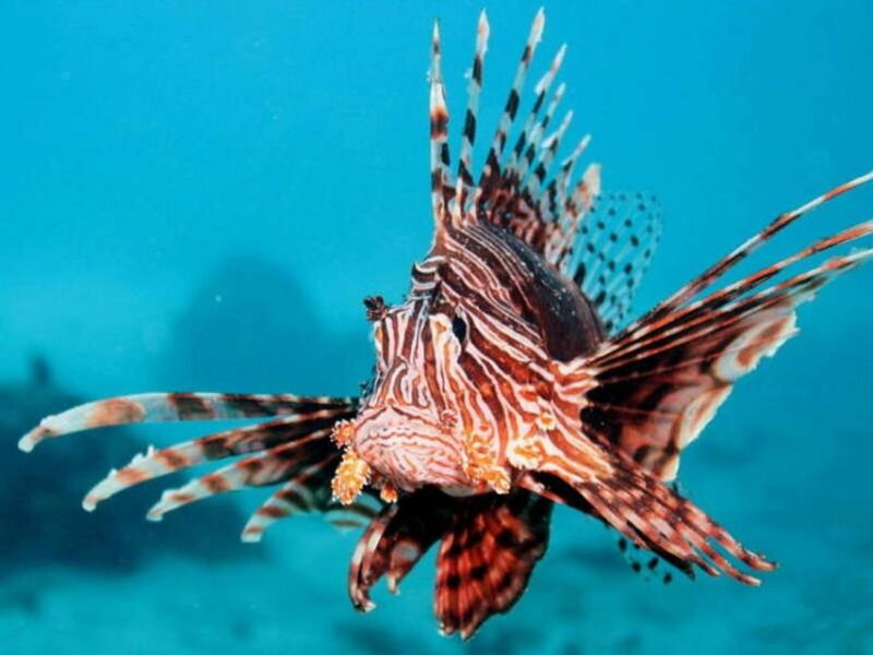 Cairns: 2-Day Great Barrier Reef Dive and Snorkel Boat Trip - Exploring the Outer Great Barrier Reef