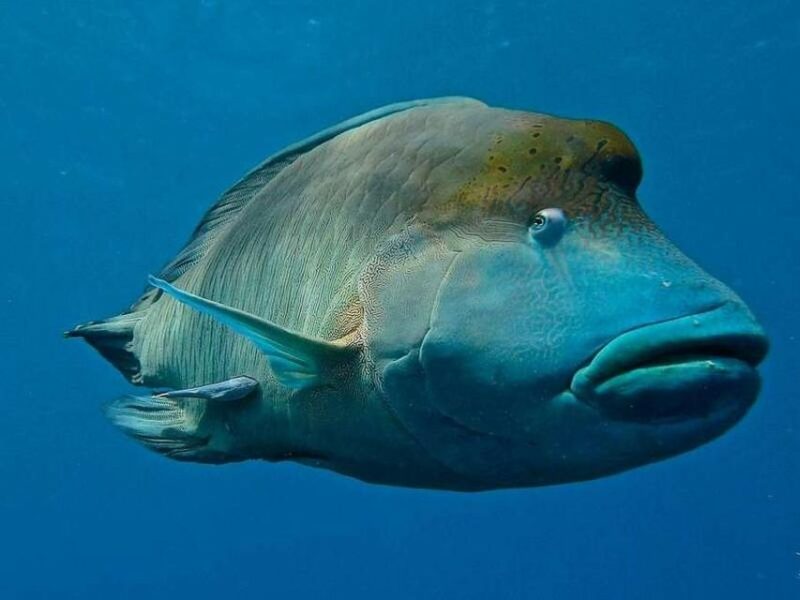 Cairns: 2-Day Great Barrier Reef Dive and Snorkel Boat Trip - Snorkeling and Diving Opportunities