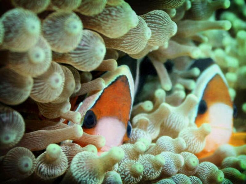 Cairns: 2-Day Great Barrier Reef Dive and Snorkel Boat Trip - Restrictions and Age Limits