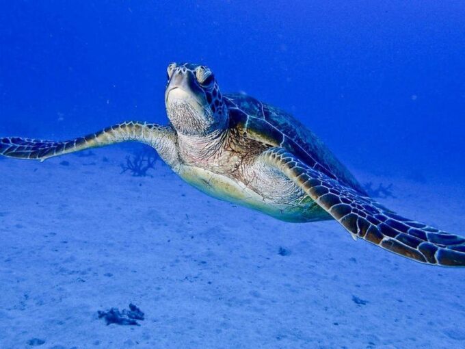 Cairns: 2-Day Great Barrier Reef Dive and Snorkel Boat Trip - Certified Dives and Introductory Diving