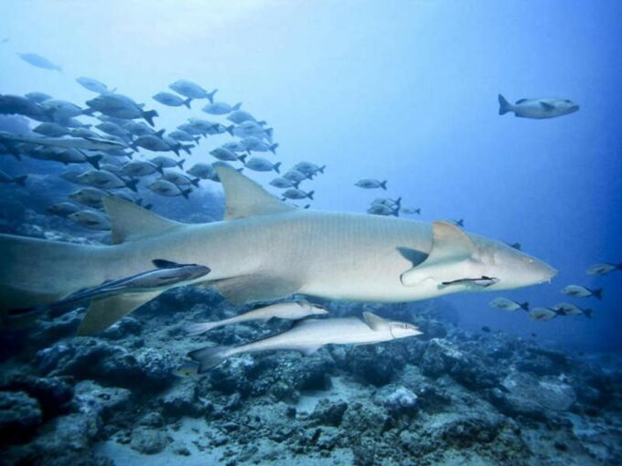 Cairns: 2-Day Great Barrier Reef Dive and Snorkel Boat Trip - What to Expect on the Sailing Adventure
