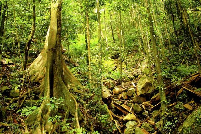 Cairns 4WD Rainforest Waterfall Tour Including a GBR Island Tour - Visiting Barron Gorge National Park