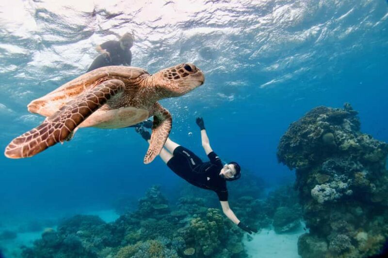 Cairns: All-Inclusive Great Barrier Reef Half-Day Snorkeling - FAQ