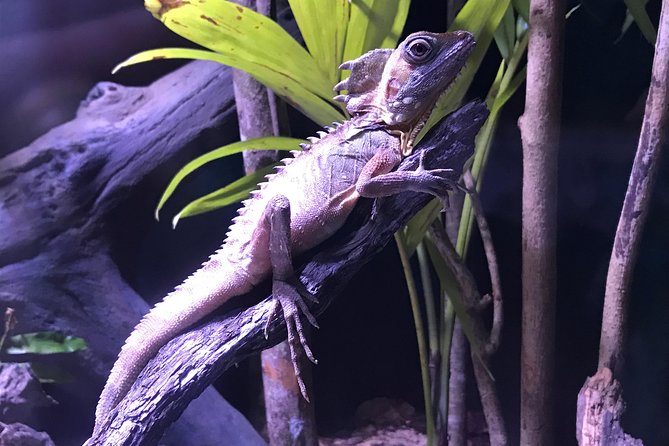Cairns Aquarium Admission Ticket - Opening Hours and Accessibility