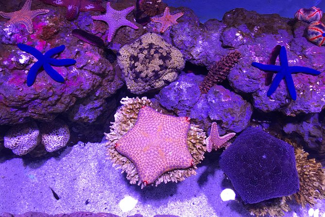 Cairns Aquarium Admission Ticket - Visitor Experience