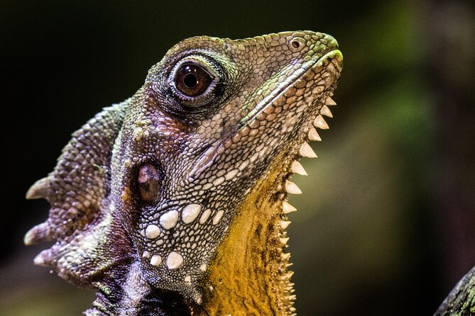 Cairns Aquarium by Twilight Tour and 3-Course Dinner - Meeting and Pickup Information