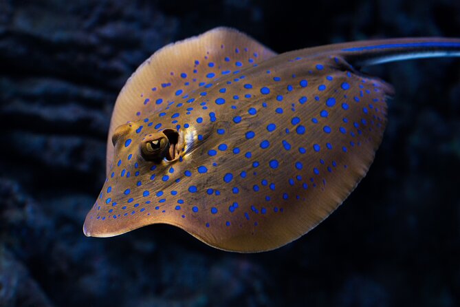 Cairns Aquarium by Twilight Tour and 3-Course Dinner - Accessibility and Transportation