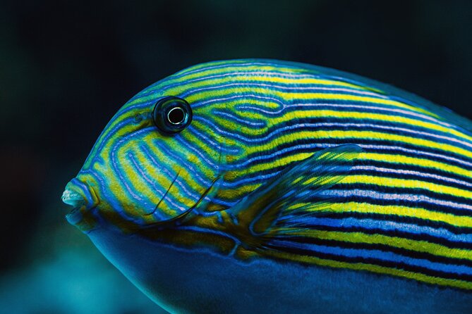 Cairns Aquarium by Twilight Tour and 3-Course Dinner - Confirmation and Booking