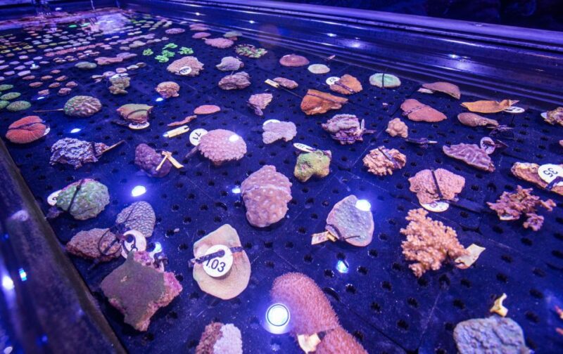 Cairns: Aquarium Entry Ticket and Coral Conservation Tour - Key Attractions