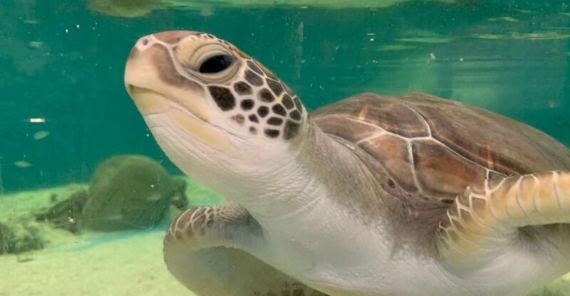 Cairns: Aquarium Entry Ticket and Turtle Rehabilitation Tour - Visiting Hours and Ticket Details
