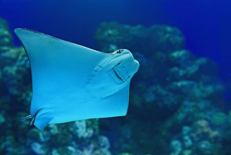 Cairns Aquarium General Admission Ticket - Aquarium Highlights