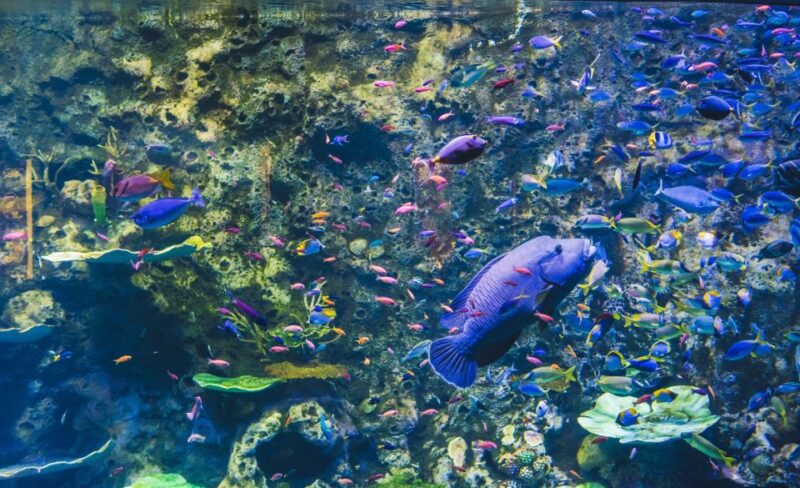 Cairns Aquarium General Admission Ticket - Visitor Experiences