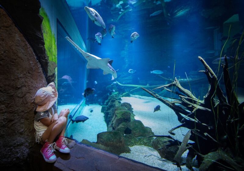 Cairns Aquarium General Admission Ticket - Dining Options