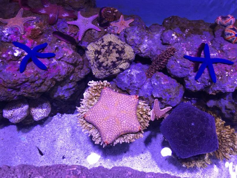 Cairns Aquarium General Admission Ticket - Accessibility and Assistance