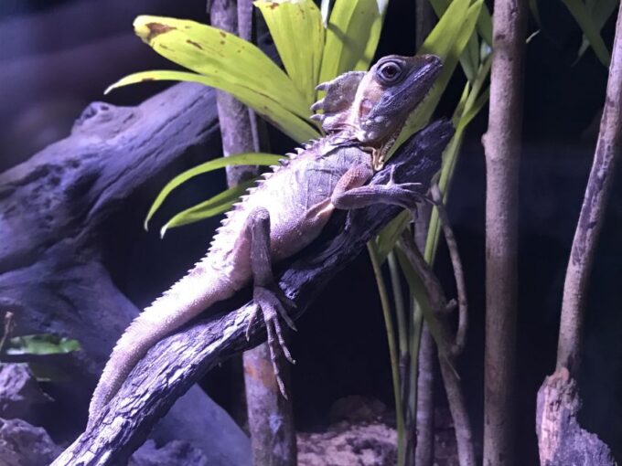 Cairns Aquarium General Admission Ticket - Booking and Cancellation Policy