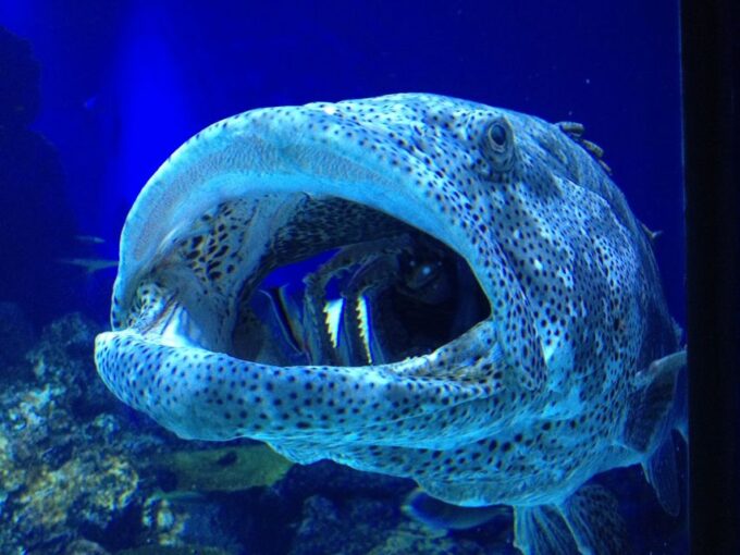 Cairns Aquarium General Admission Ticket - Recap