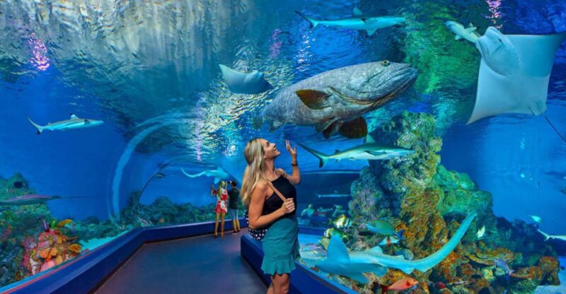 Cairns Aquarium Turtle Hospital and City Sightseeing Tour - Key Points