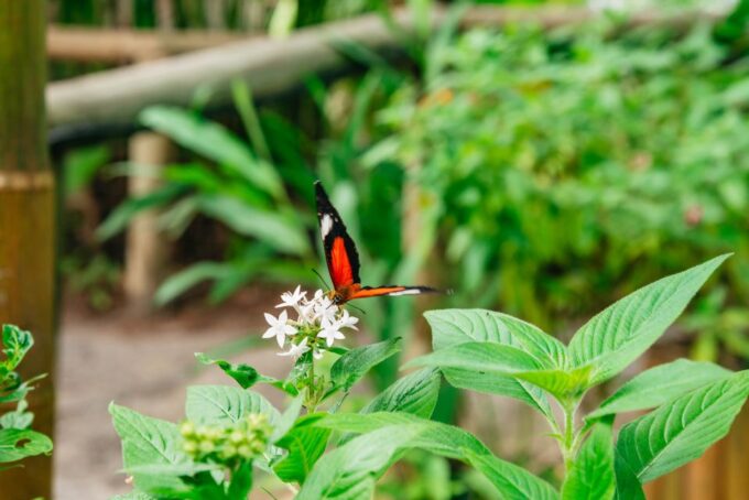 Cairns: Best of the Kuranda Rainforest Full-Day Tour & Lunch - Skyrail Rainforest Cableway