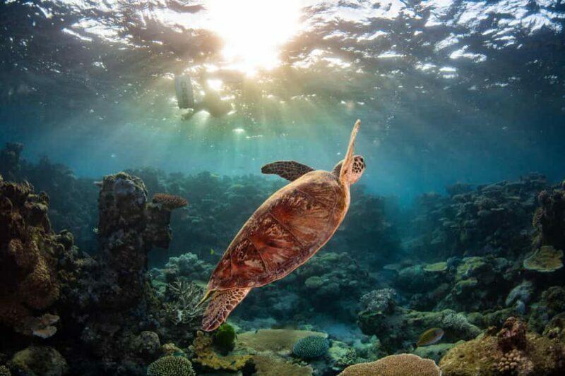Cairns: Best Value All-inclusive Reef Trip With Scuba Dive - FAQ