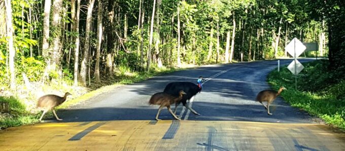 Cairns: Cape Tribulation, Beaches, Crocs & Swimming Day Tour - Daintree Rainforest Adventure