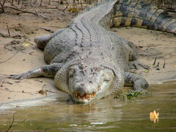 Cairns: Cape Tribulation, Beaches, Crocs & Swimming Day Tour - Saltwater Crocodile Cruise