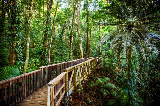 Cairns: Daintree and Mossman Gorge Tour With Cruise Option - Included in the Tour