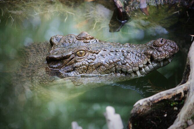 Cairns Daintree Rainforest and Cape Tribulation 2-Day Tour - The Sum Up: Who Should Consider This Tour?