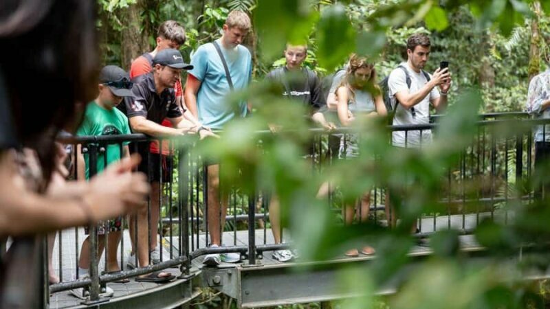 Cairns: Daintree Rainforest and Mossman Gorge Tour - Key Points