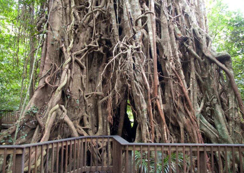 Cairns: Forest and Waterfalls Half-Day 4WD Guided Adventure - Key Points
