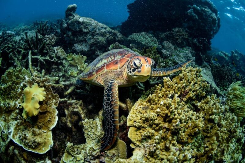 Cairns: Frankland Islands Great Barrier Reef Tour - Itinerary