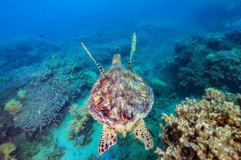 Cairns: Frankland Islands Great Barrier Reef Tour - Included Activities