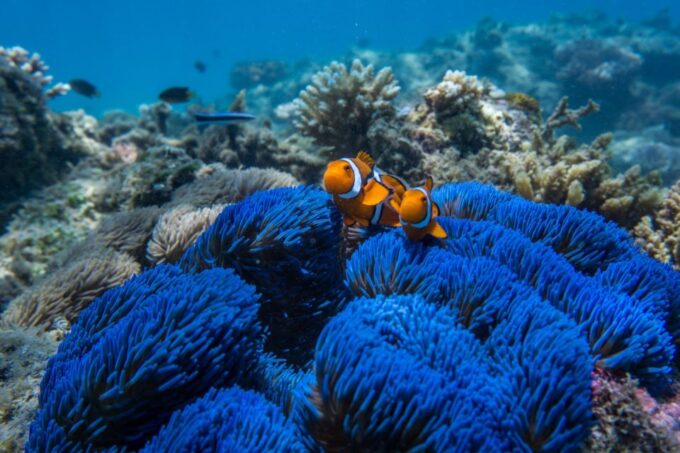 Cairns: Frankland Islands Great Barrier Reef Tour - What to Bring