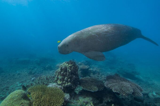 Cairns: Frankland Islands Great Barrier Reef Tour - Booking Information