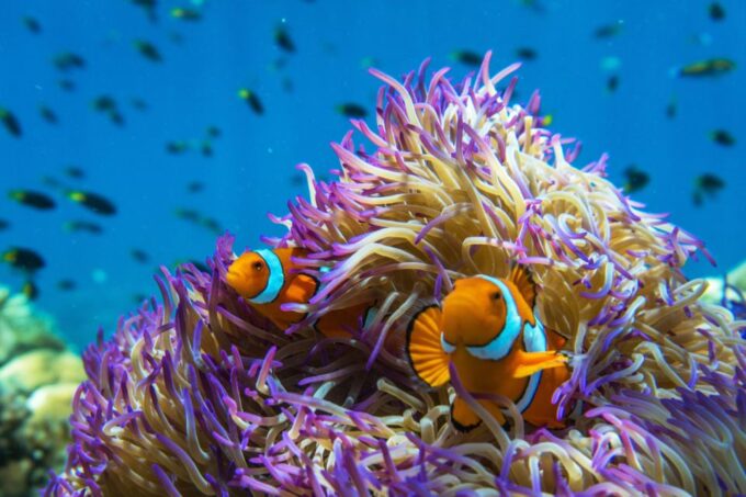 Cairns: Frankland Islands Great Barrier Reef Tour - Frequently Asked Questions