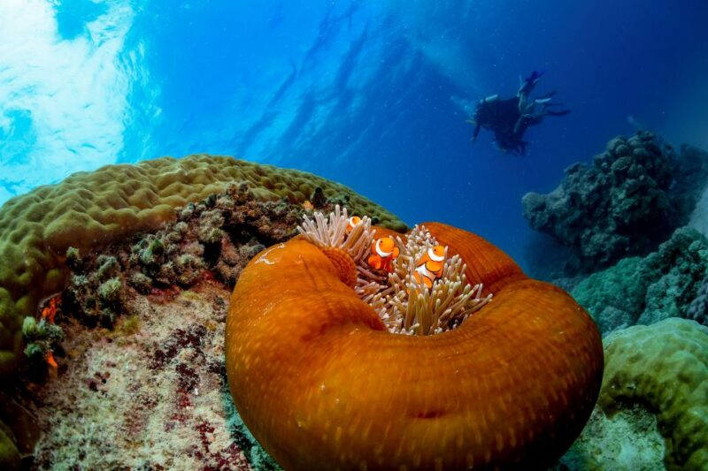 Cairns: Great Barrier Reef Cruise & Scenic Helicopter Flight - Language Options