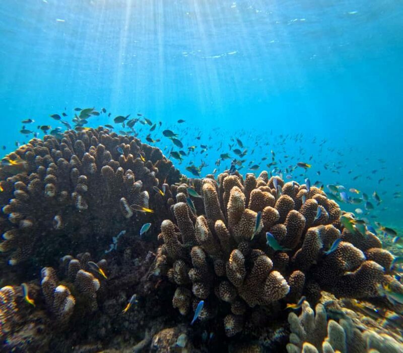 Cairns: Great Barrier Reef Half-Day Snorkelling Tour - Key Points