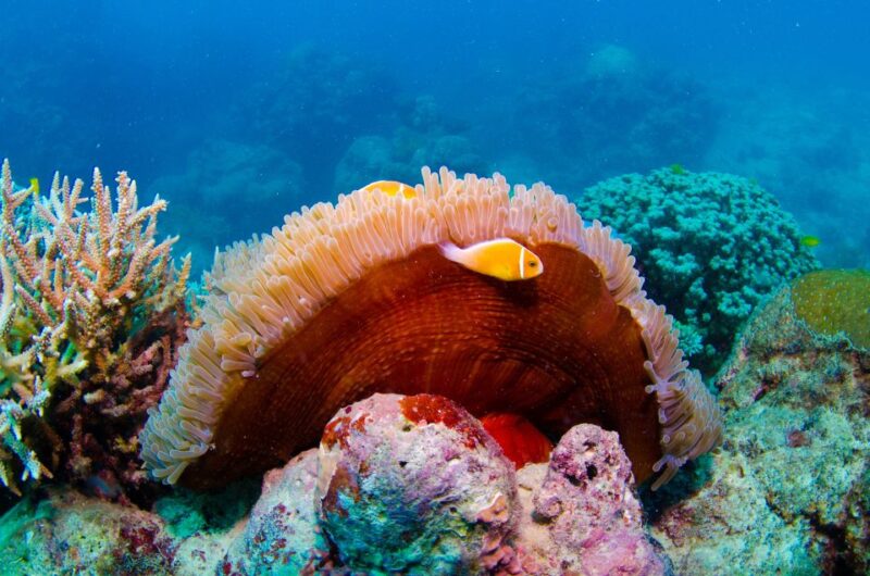 Cairns: Great Barrier Reef Overnight Snorkeling Boat Trip - Inclusions