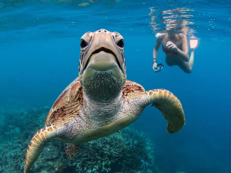 Cairns: Great Barrier Reef Pontoon, Travel by Helicopter - Final Thoughts