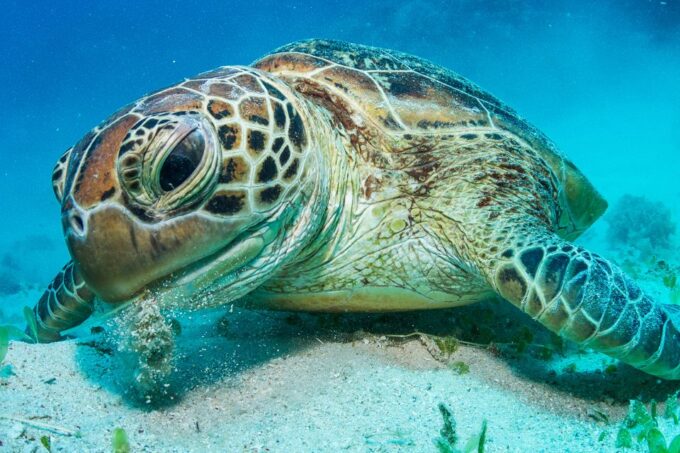 Cairns: Great Barrier Reef Snorkeling or Dive Tour and Lunch - Reef Exploration and Sightseeing